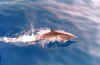 A. Dolphin.jpg (1100957 bytes)